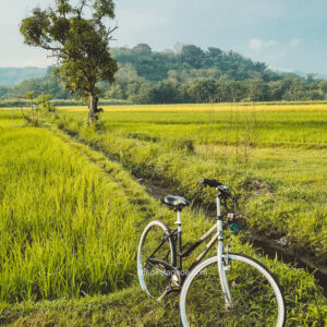 Sawah Cycling Tour